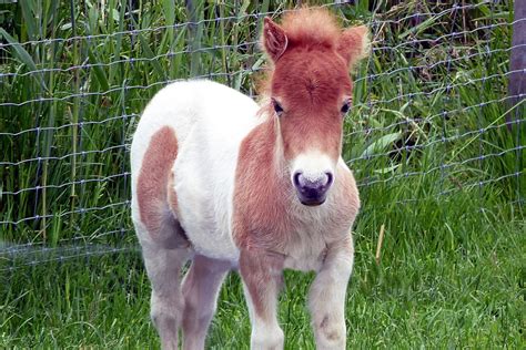 Mini pony for sale - Breed Miniature. Gender Colt. Age 6 mths. Height 7 hands. Color Chestnut. Ad Type For Sale. 6 months old miniature horse. Untrained but familiar with children. $ 950.